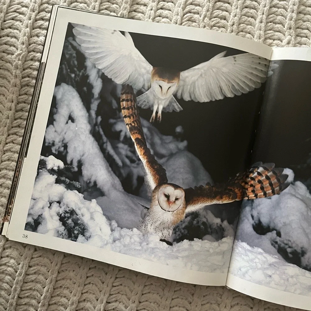 🦉”A Family of Owls” Vintage Children’s Picture Book with Color Photographs🦉 - Picture 7 of 15